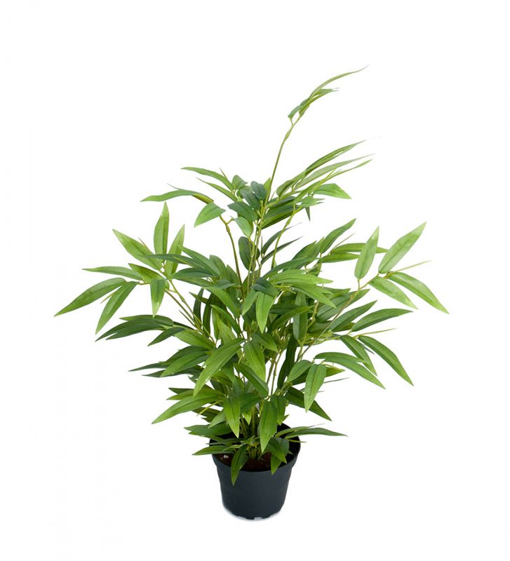 Bambu 45 cm