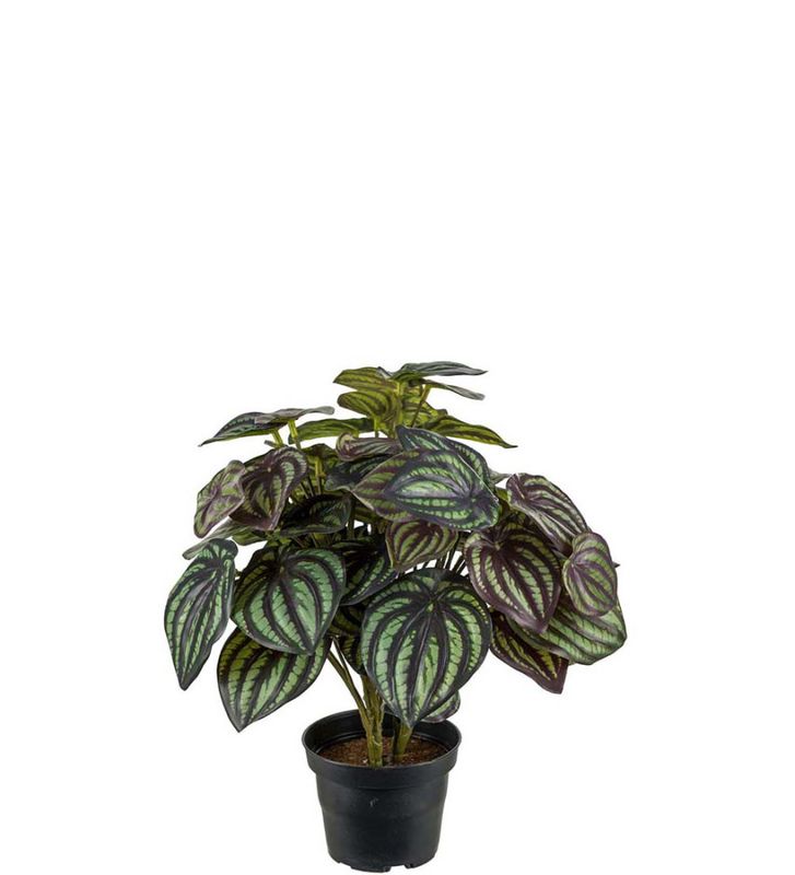 Peperomia 30cm