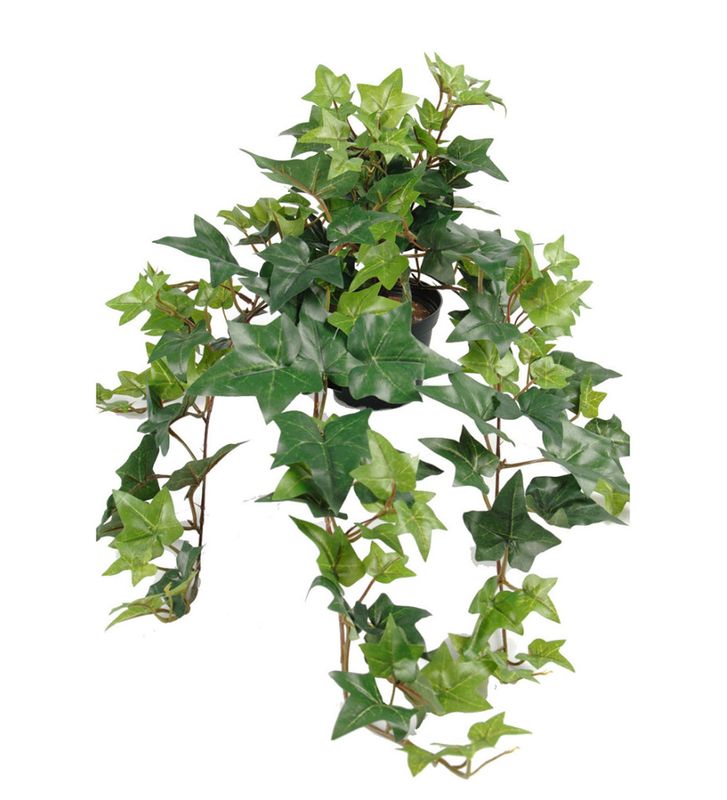 Eføy 60cm