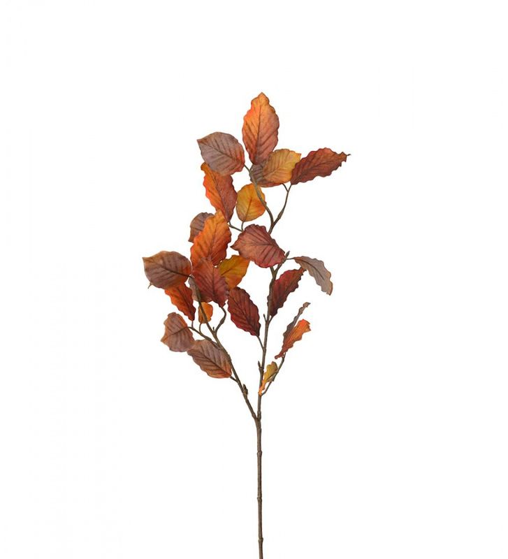 Høstkvist Bøk 70cm